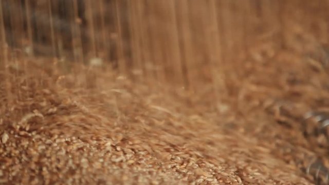 Wheat grain close-up. Wheat is unloaded from truck at flour mill. Wheat is strewing. Golden wheat rain. Transportation of Grain in a truck to a mill. Granary in the milling plant. Grain flour mill.