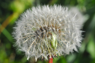 Macro shot of dandelion seeds. Dandelion seeds in nature