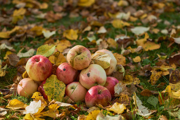 apples stacked in a pile on the ground in the garden