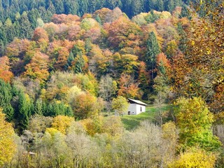paesaggio autunnale foresta natura alberi