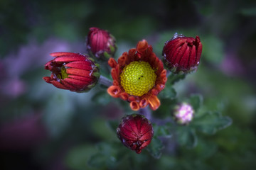 Fleur et boutons en éclosion