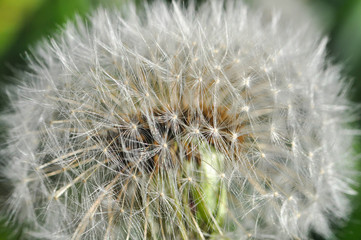 Macro shot of dandelion seeds. Dandelion seeds in nature