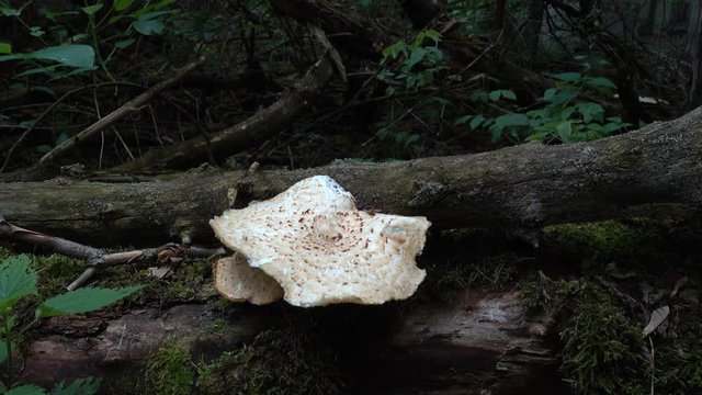 Chernobyl, Ukraine - 17th of June 2017: Visit to Zalesye village in Chernobyl zone - 4K Mushroom in radioactive Chernobyl forest