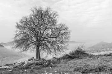 Un árbol solitario