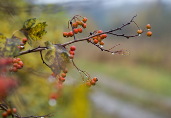 Bright autumn background with branch of hawthorn in the rain.