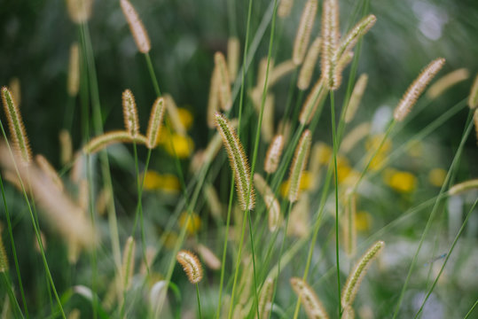 Fototapeta Close-up of grass 