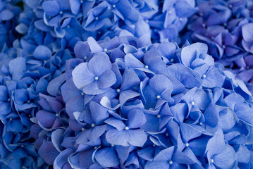 background: closeup of a flower of a hydrangea plant, intense blue color, photographed in a flower exhibition, early October, autumn, Italy