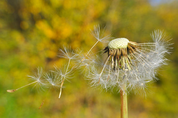 Dandelion with seeds blowing away in the wind. Dandelion seeds in nature.