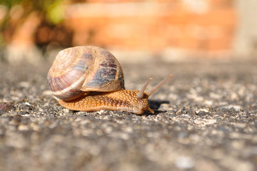 Curious snail crawling on concrete. Burgundy snail, Helix, Roman snail, edible snail or escargot crawling