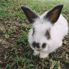 white rabbit crouching on the park