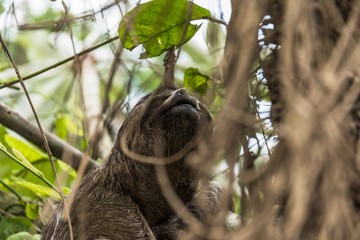 Faultier auf baum im Dschungel am Amazonas Kolumbien