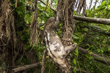 Faultier auf baum im Dschungel am Amazonas Kolumbien