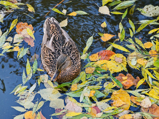 Wild duck swimming in a pond with autumn leaves.