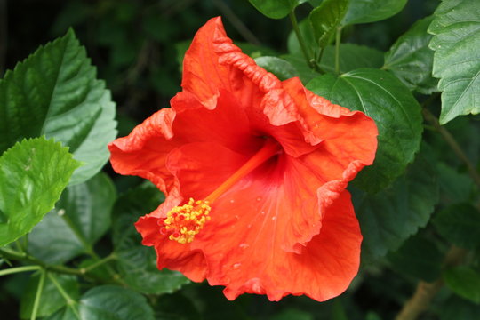 ibisco fiore rosso