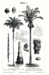 Fototapeta premium Palms I (from Meyers Lexikon, 1896, 13/442/443) 