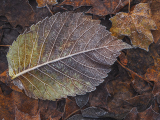 Old leaf, background, texture, close-up.
