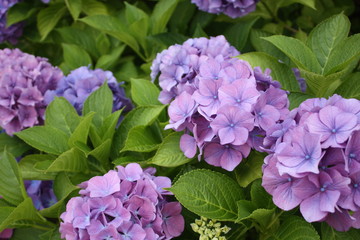 fiori viola 