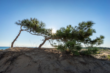 tree on a desert near the sea on a sunny day