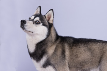Husky Kopf mit marmorierten Augen vor hellem Hintergrund