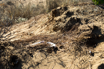 desert on a warm day