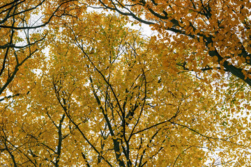 Fototapeta premium Autumn forest with multi-colored leaves that fell from the trees.