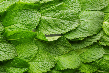 Bright green mint leaves, closeup