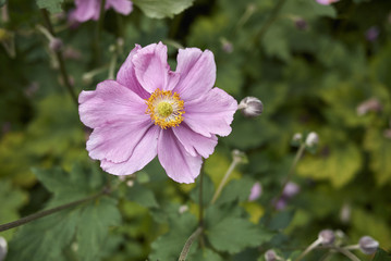 Anemone hupehensis