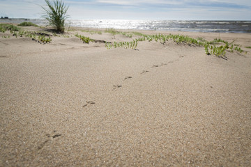 Bird's footprints