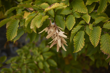 Carpinus betulus