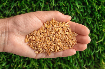 Woman holding wheat grass seeds over sprouts