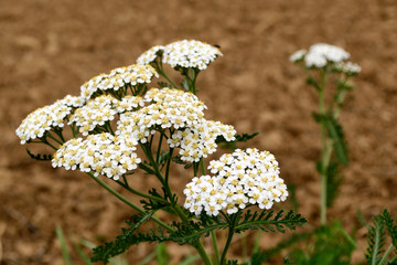 Schafgarbe, q. © pholidito