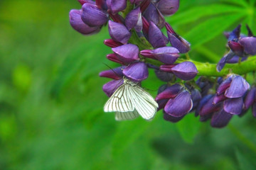 butterfly sitting at lupin flower
