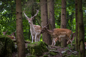 Deer in forrest