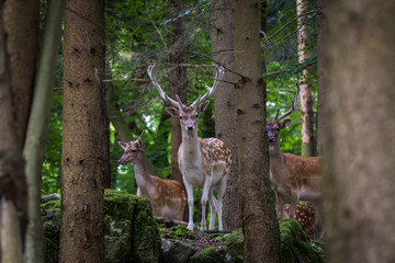 Deer in forrest