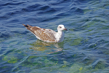 The sea gull
