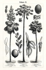 Fototapeta premium Palms II (from Meyers Lexikon, 1896, 13/442/443) 
