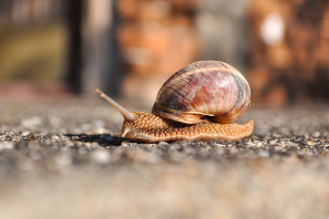 Curious snail crawling on concrete. Burgundy snail, Helix, Roman snail, edible snail or escargot crawling