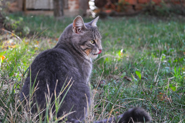 Domestic cat sneak up in the grass and looks for food. Hungry gray cat in grass