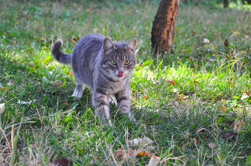 Domestic cat sneak up in the grass and looks for food. Hungry gray cat in grass
