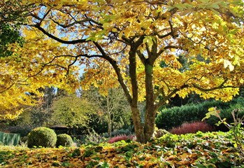 Fototapeta premium Herbst im Japanischen Garten, Würzburg