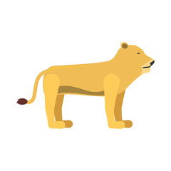 lion  vector illustration