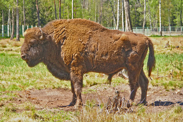 bison stands in the woods