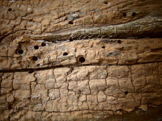 Old wood with holes and cracks close up