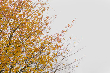 Yellow Leaves on Tree in Autumn