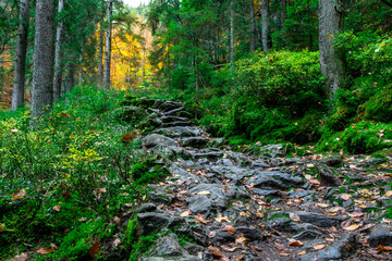 Steiniger Weg mit Laub im grünen herstblichen Bayerischen Wald