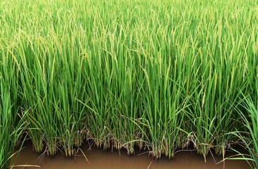 green rice on brown water in rice field for background