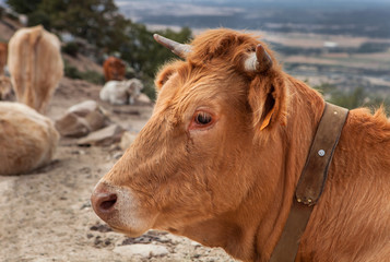 Profile of a red haired cow