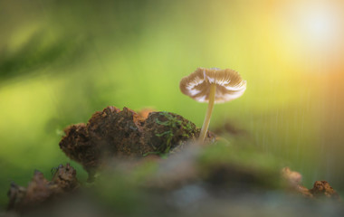A small mushroom in the forest. Blurred background and glow