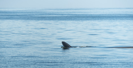Fototapeta premium bryde's whale in the gulf of Thailand