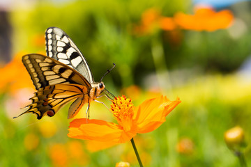 Closeup butterfly on flower
